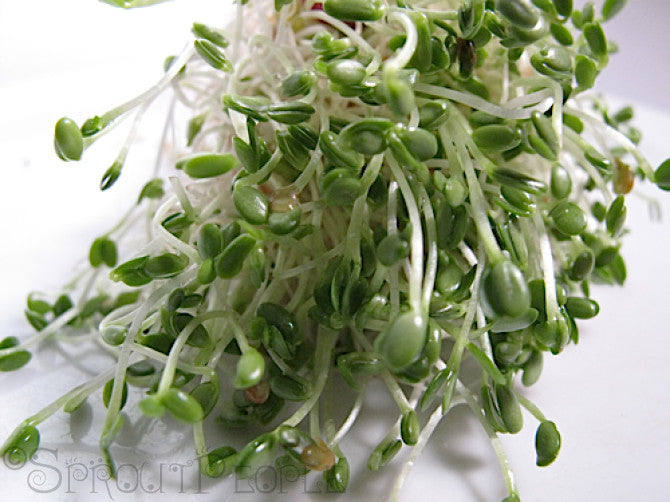 Pancakes with Sprouts – Sproutpeople