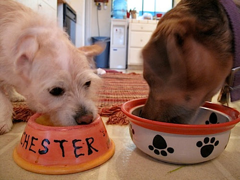It's A Doggie Dog World - Sprout Kit For Dogs (and People)