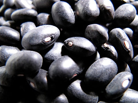Black Turtle Bean Sprouts