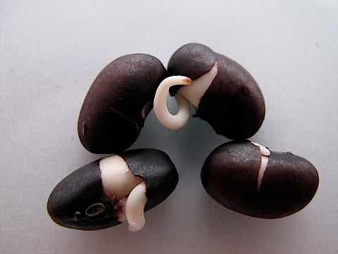 Black Turtle Bean Sprouts