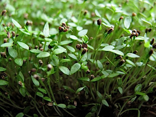 where is the celery seed on the plant Celery Micro-Greens