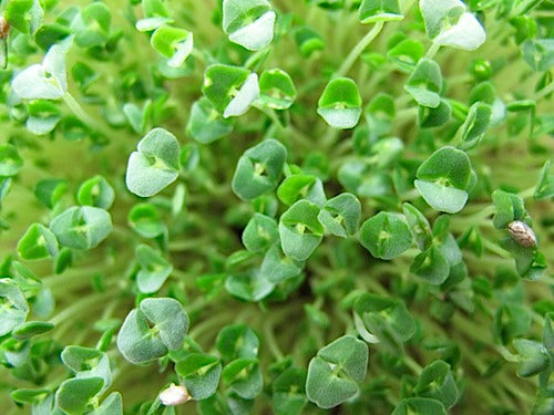 chia seeds plant Chia Micro-Greens – Sproutpeople