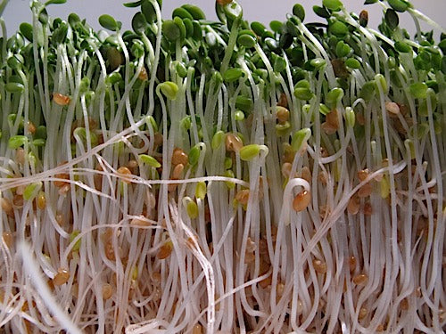 soak clover seeds before planting Clover Sprouts
