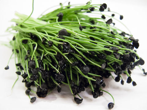 Garlic Chive Micro-Greens