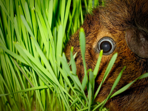 Lil Critter Grass Kit