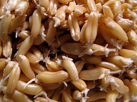 Kamut® Sprouts