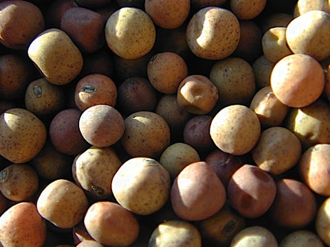 Bill Jump Pea Sprouts