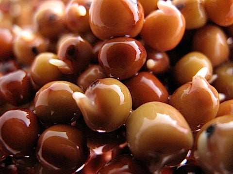 Bill Jump Pea Sprouts