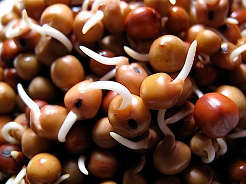 Bill Jump Pea Sprouts