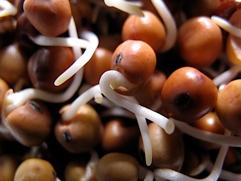 Bill Jump Pea Sprouts
