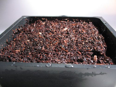 Liquid Kelp Fertilizer - Seconds