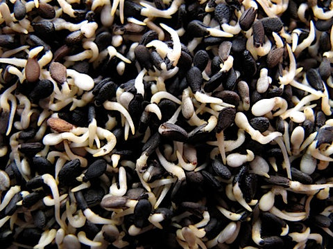 Black Sesame Sprouts