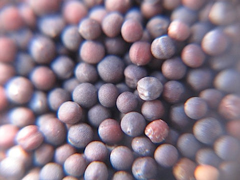 Tatsoi Sprouts