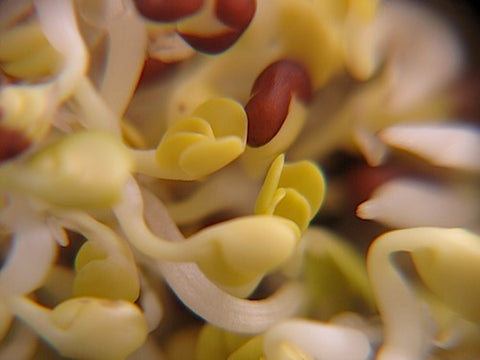 Tatsoi Sprouts