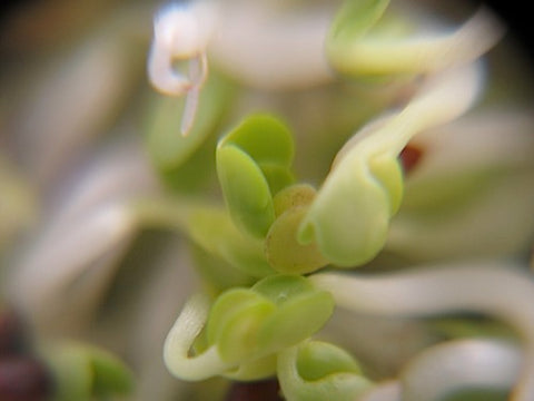 Tatsoi Sprouts