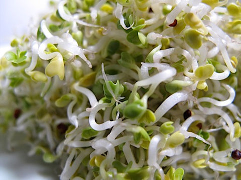 Tatsoi Sprouts