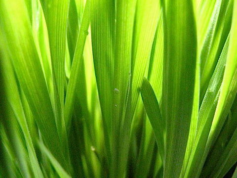 Triticale Grass