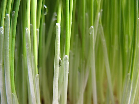 Spelt Grass