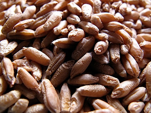 Triticale Sprouts