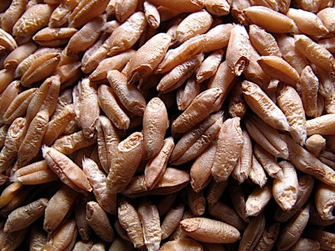 Triticale Sprouts