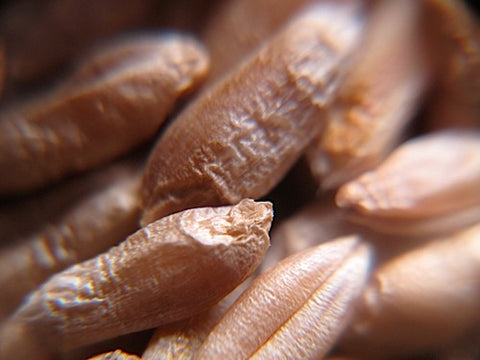 Triticale Sprouts