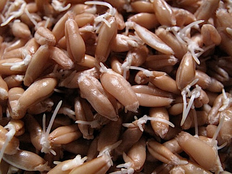 Triticale Sprouts