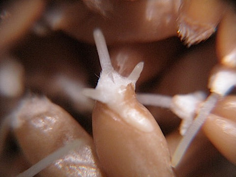Triticale Sprouts