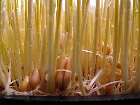 Triticale Grass