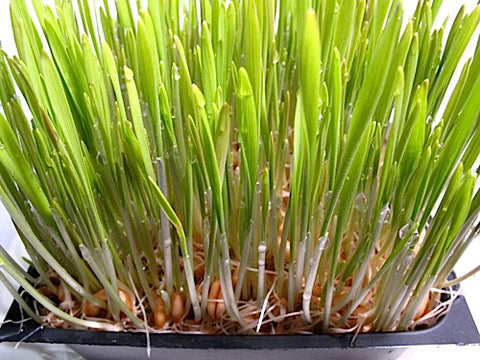 Triticale Grass