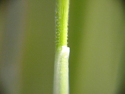 Spelt Grass