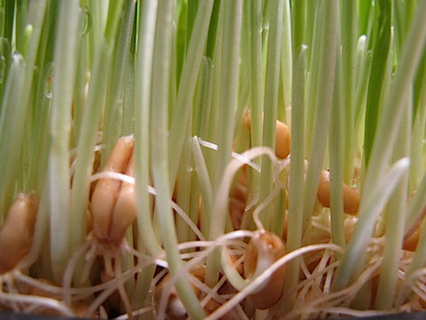 Triticale Grass