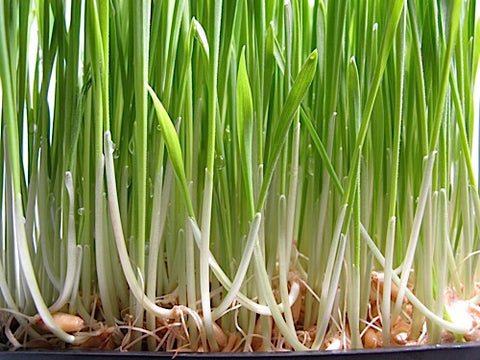 Triticale Grass