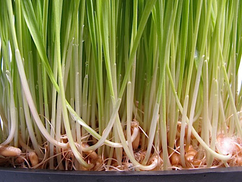 Triticale Grass