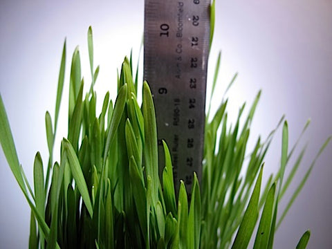 Triticale Grass
