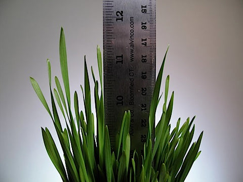 Triticale Grass