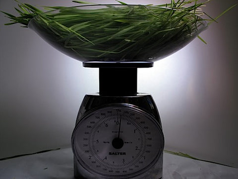 Triticale Grass