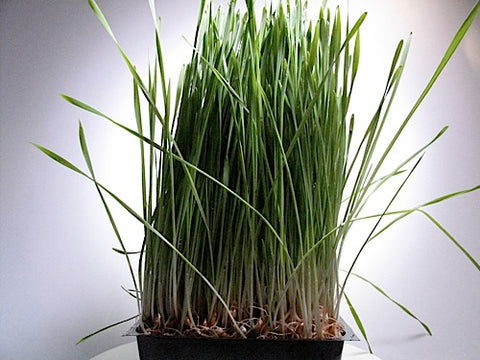 Triticale Grass