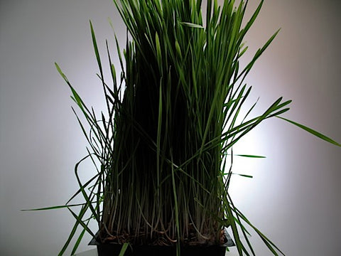 Triticale Grass