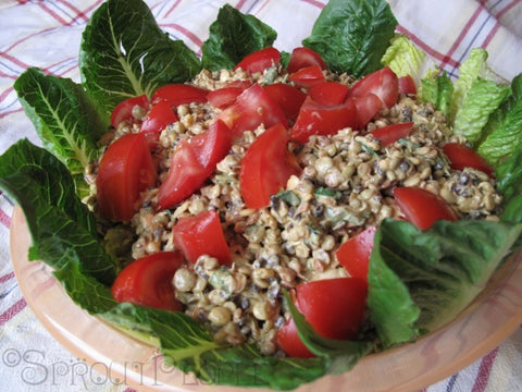 Curried Lentil Sprout Salad