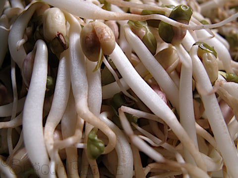 Asian Seafood and Sprout Salad