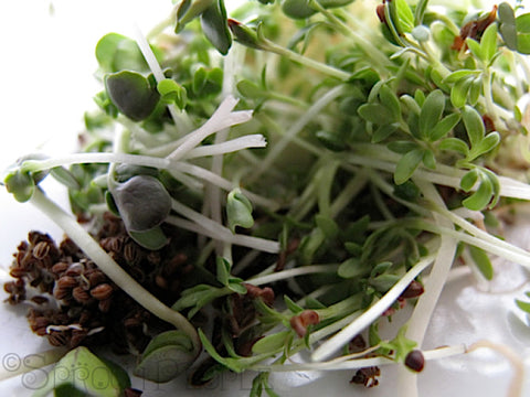 Cold Summer Salad with Sprouts