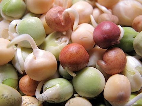 Sprouts in Garlic Butter