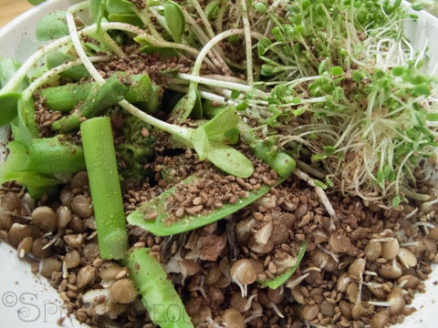 Sprouted Bean Rice Pot