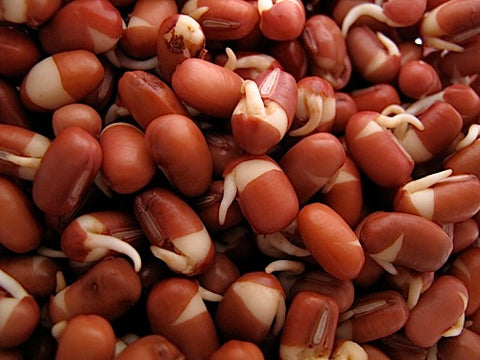 Adzuki Bean Sprouts