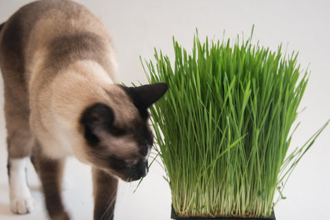 Cat Grass