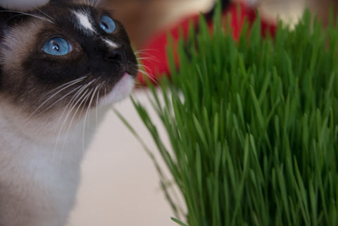 Cat Grass