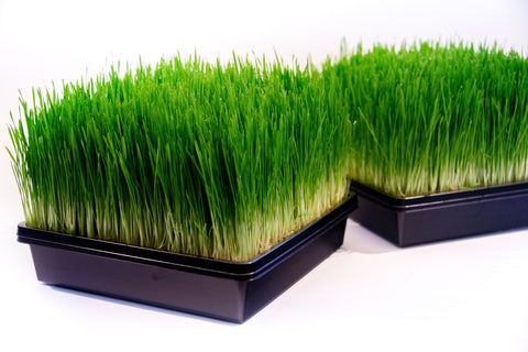 Wheat Grass Kit