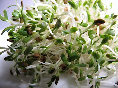 Alfalfa Sprouts