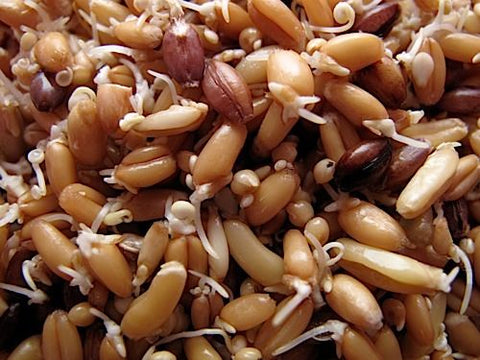 Amber Waves of Grain Sprout Mix