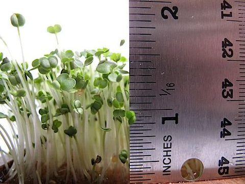 Arugula Micro-Greens